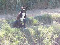 mastino abruzzese